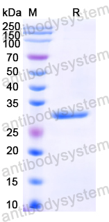 Recombinant Neisseria meningitidis FHbp Protein, C-His