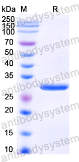 Recombinant Neisseria meningitidis FHbp Protein, C-His