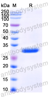 Recombinant Neisseria meningitidis FHbp Protein, C-His