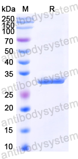 Recombinant Neisseria meningitidis FHbp Protein, C-His