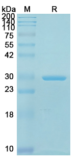 Recombinant Neisseria meningitidis FHBP Protein, C-His