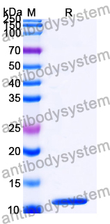 Recombinant Mycobacterium tuberculosis esxB/CFP10 Protein, C-His