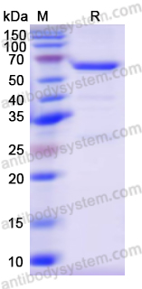 Recombinant Bacillus licheniformis BliGO/thiO Protein, N-GST & C-His