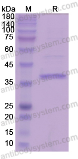 Recombinant Salmonella schwarzengrund murG Protein, C-His