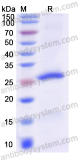 Recombinant Pseudomonas aeruginosa lasR Protein, C-His