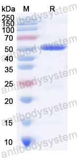 Recombinant Mycoplasma pneumoniae 116 kDa surface antigen Protein, N-His