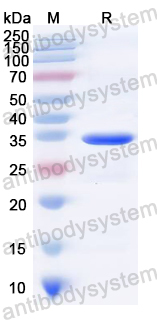 Recombinant Mycoplasma pneumoniae HMW3 Protein, N-His-SUMO
