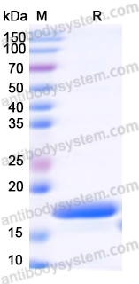 Recombinant sak/Staphylokinase Protein, N-His