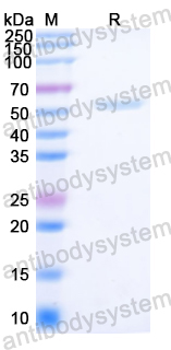 Recombinant Pseudomonas fluorescens kmo/PfKMO Protein, N-His