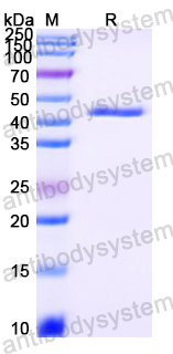 Recombinant Streptococcus dysgalactiae SKC-2 Protein, N-His