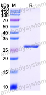 Recombinant Mycobacterium leprae Secretion protein EspA Protein, N-His-KSI