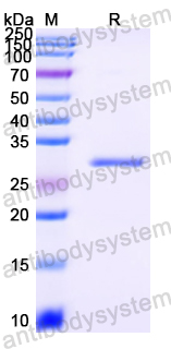Recombinant Streptomyces plicatus Endo H Protein, N-His