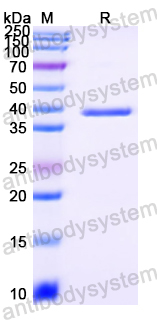 Recombinant Streptomyces clavuligerus CnsA Protein, N-His