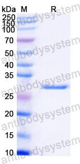 Recombinant Vibrio parahaemolyticus VPA1715 Protein, N-His