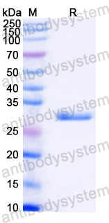 Recombinant Streptococcus pyogenes M protein type 1 Protein, N-His-KSI