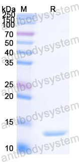 Recombinant Streptococcus pyogenes M protein type 1 Protein, N-His
