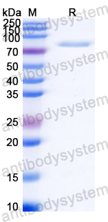 Recombinant Streptococcus pneumoniae pbpX Protein, C-His
