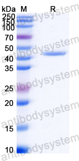 Recombinant Streptococcus pneumoniae PBP3 Protein, C-His
