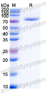 Recombinant Streptococcus agalactiae CYK3/IgdE3 Protein, N-GST & C-His
