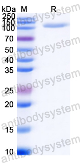 Recombinant Streptococcus suis ApuA Protein, N-His