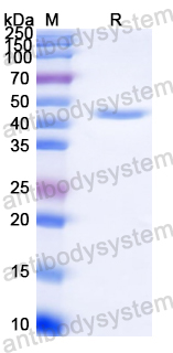 Recombinant Streptococcus uberis tuf/EF-Tu Protein, N-His