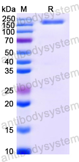 Recombinant Enterococcus faecalis endoEF Protein, N-His-SUMO & C-Strep
