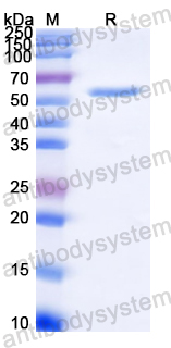 Recombinant Streptococcus pneumoniae Pneumolysin/ply Protein, N-His
