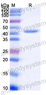 Recombinant Treponema pallidum FlaB3 Protein, N-His-SUMO