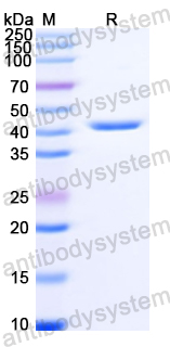 Recombinant Bacillus HblB Protein, N-His