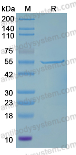 Recombinant Acinetobacter baumannii tonB Protein, N-His