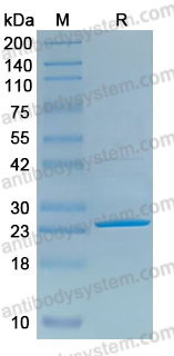 Recombinant Salmonella pullorum lpfB Protein, C-His