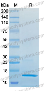 Recombinant Salmonella pullorum flhD Protein, C-His