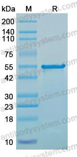 Recombinant Alcaligenes bronchisepticus Prn/Pertactin Protein, N-His