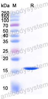 Recombinant Mite Blo t 5/BLOT5 Protein, N-His