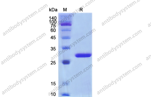 SUMO protease/ULP1