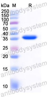 Recombinant European house dust mite Der p 1/DERP1 Protein, N-His