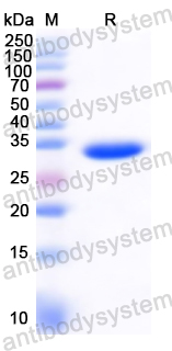 Recombinant European house dust mite Der p 23 Protein, N-GST & C-His