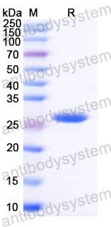 Recombinant Mite Blo t 1.0101 Protein, N-His