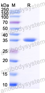 Recombinant European house dust mite Der p 10/Tropomyosin Protein, N-His