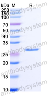 Recombinant Toxoplasma gondii SAG1/Major surface antigen p30 Protein, N-His-SUMO