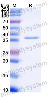 Recombinant Yellowfever mosquito Aed a 2/AeD7L1 Protein, C-His