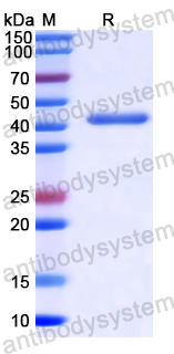 Recombinant Chinese jujube MAPK3 Protein, N-His