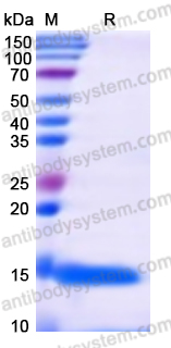 Recombinant Phleum pratense PHLPII/Phl p 2 Protein, N-His