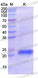 Recombinant Artemisia vulgaris Artv1 Protein, N-His