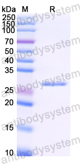 Recombinant Common timothy PHLPI/Allergen Phl p I Protein, N-His