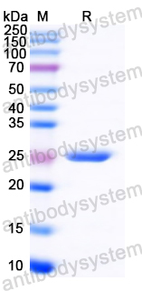 Recombinant Common timothy Phl p 5.0102/PHLPVa/Allergen Phl p Va Protein, N-His