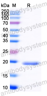 Recombinant Common timothy Phl p 11/PHLPXI Protein, N-His