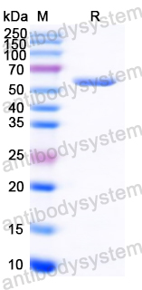 Recombinant Common timothy PHLPIV/Phl p 4 Protein, N-His