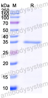 Recombinant Almond Prunin 2/Pru du 6.0201 Protein, N-GST & C-His