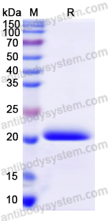 Recombinant Pistachio Allergen Pis v 2/11S globulin Protein, N-His